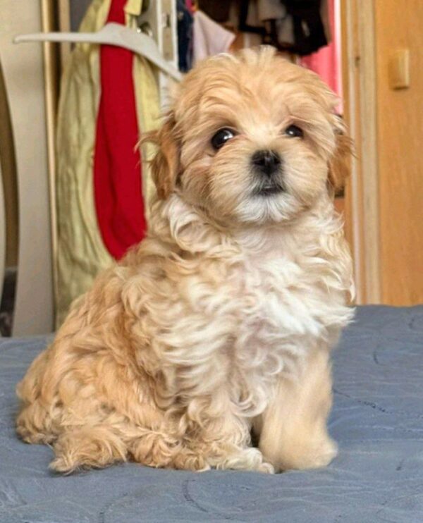 Emma Maltipoo