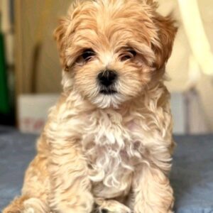 Emma Maltipoo