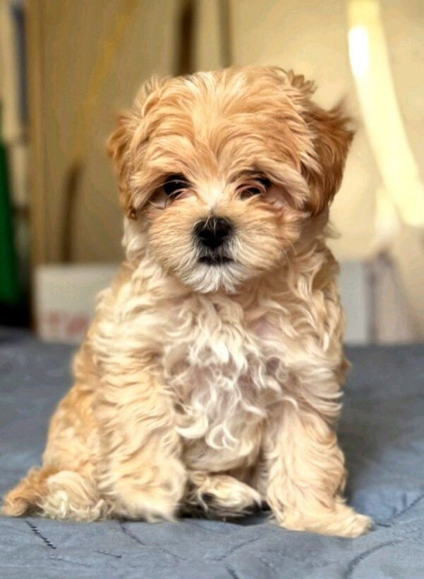 Emma Maltipoo