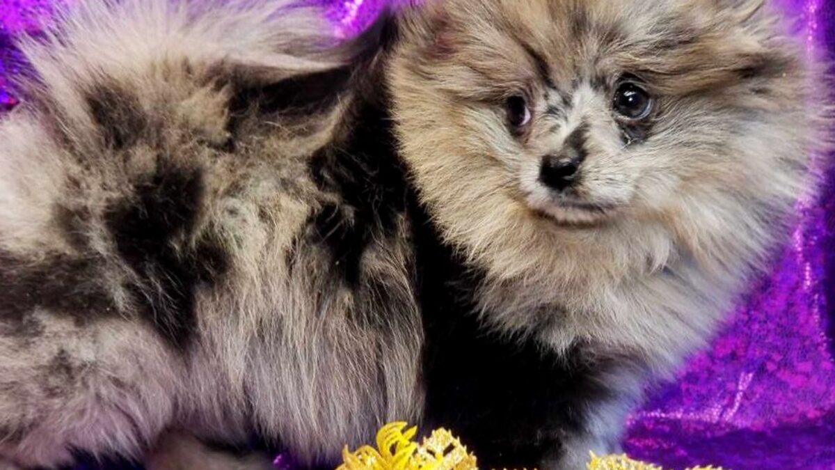 Teddy Bear Lavender Pomeranian Puppies For Sale Lavender