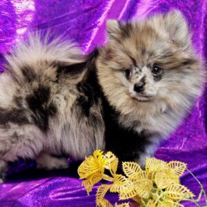Emmi Pomeranian