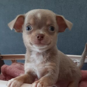 Enzo