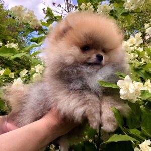 Fernando Pomeranian