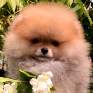 Fernando Pomeranian