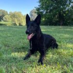 Flora-female-german-shepherd-puppy-for-sale- (1)