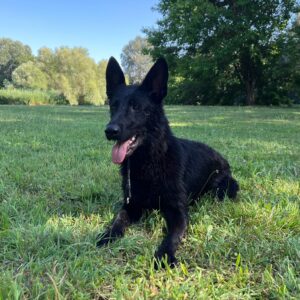 Flora German Shepherd