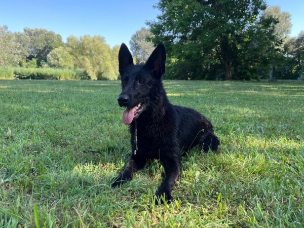 Flora German Shepherd