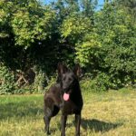 Flora-female-german-shepherd-puppy-for-sale-1