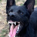 Flora-female-german-shepherd-puppy-for-sale- (1)