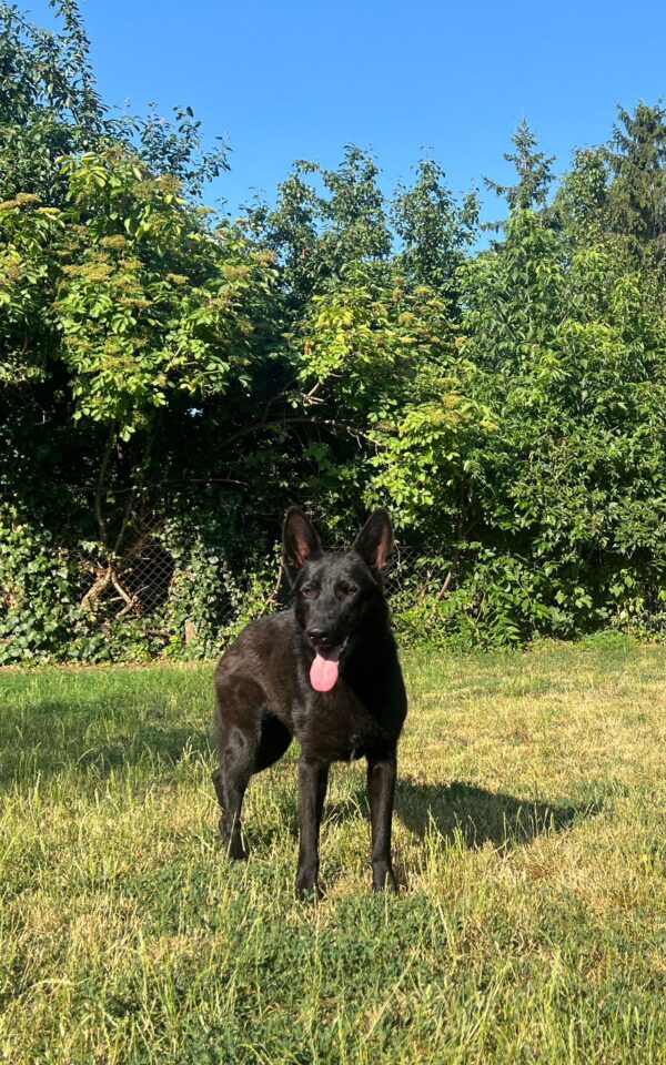 Flora German Shepherd