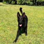 Flora-female-german-shepherd-puppy-for-sale- (2)