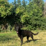 Flora-female-german-shepherd-puppy-for-sale-2
