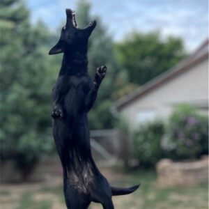 Flora German Shepherd