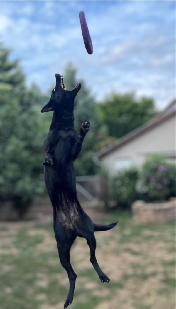 Flora German Shepherd