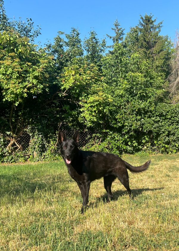 Flora German Shepherd