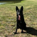 Flora-female-german-shepherd-puppy-for-sale- (3)