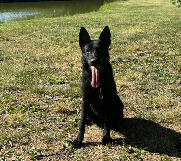 Flora German Shepherd