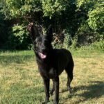 Flora-female-german-shepherd-puppy-for-sale-3