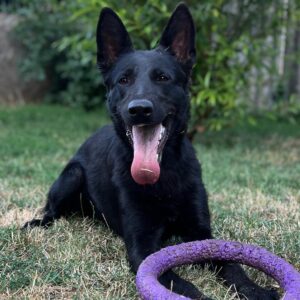 Flora German Shepherd