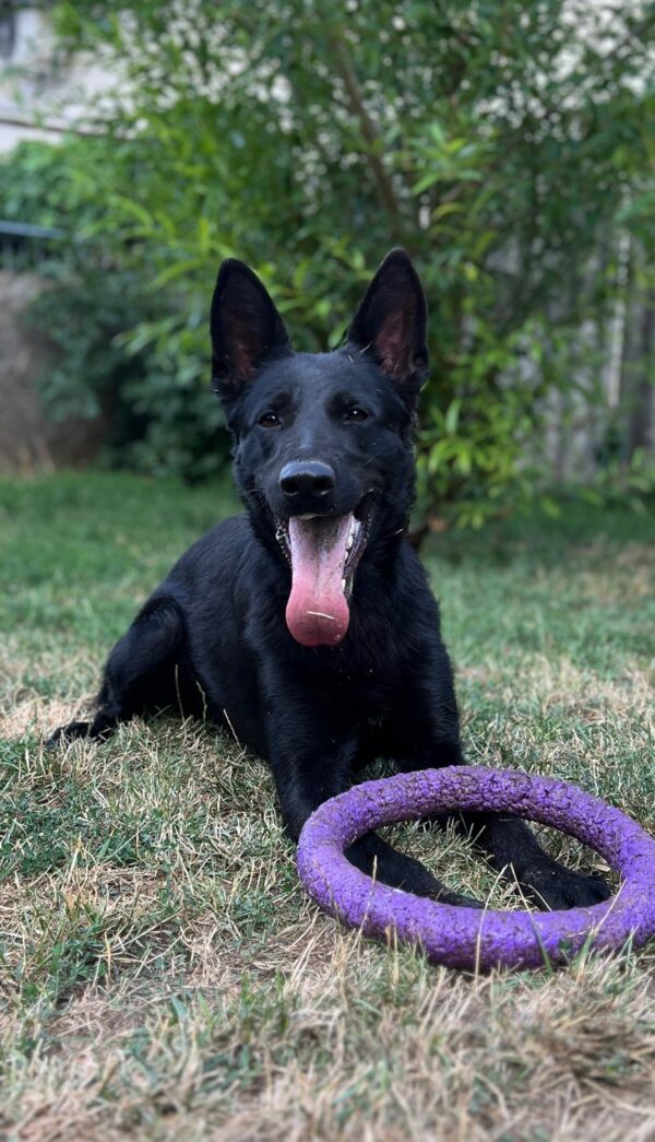 Flora German Shepherd