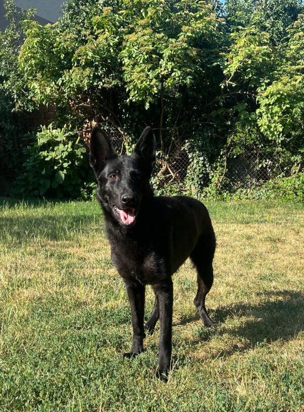 Flora German Shepherd
