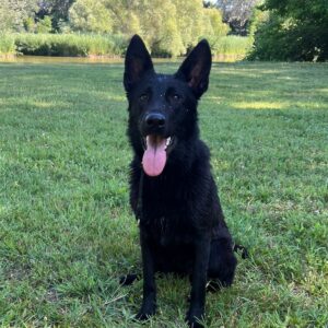 Flora German Shepherd