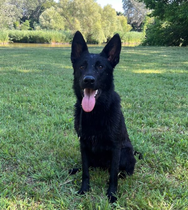 Flora German Shepherd