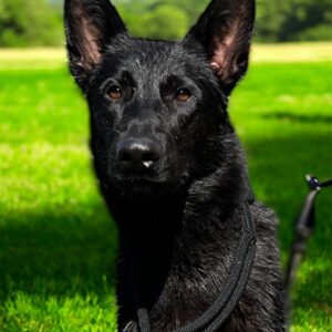Flora German Shepherd