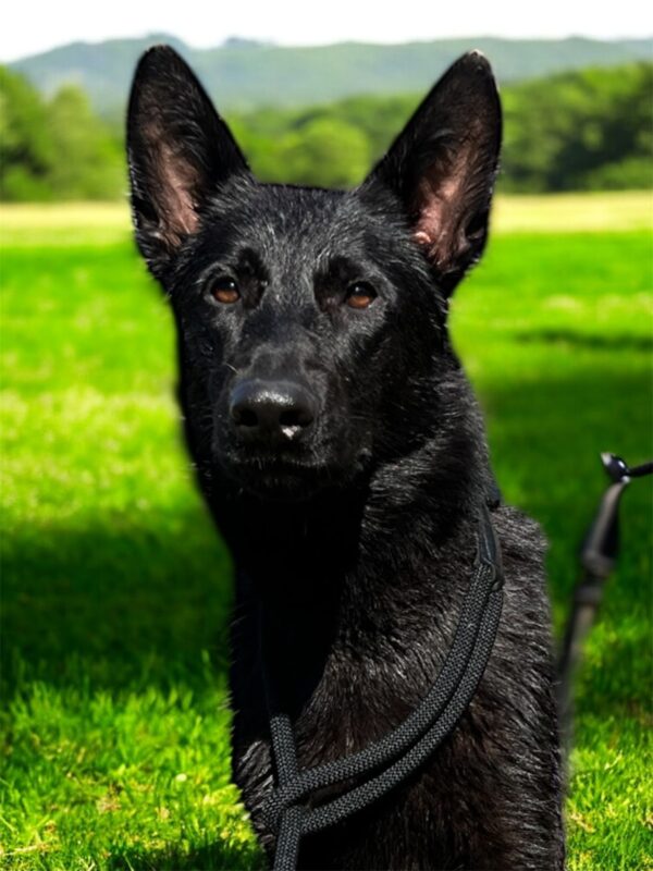 Flora German Shepherd