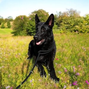 Flora German Shepherd