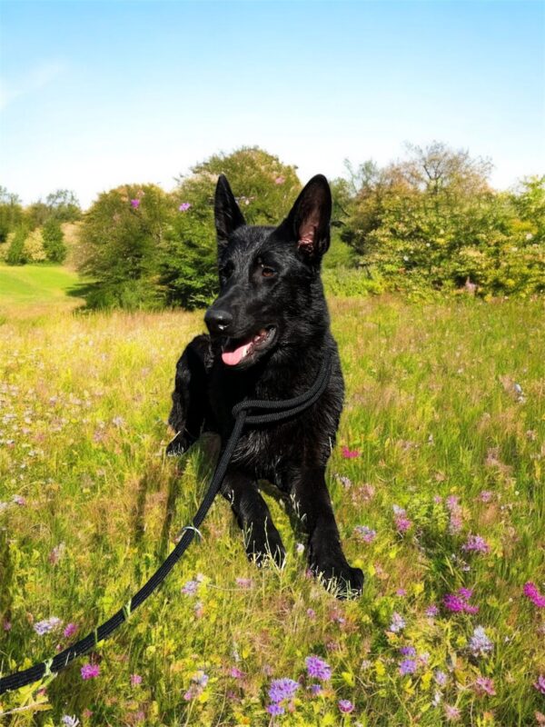 Flora German Shepherd