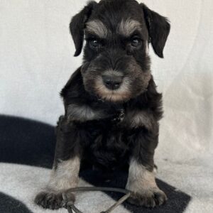 Freya Stark Miniature Schnauzer