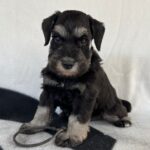 Ser Jorah Miniature Schnauzer