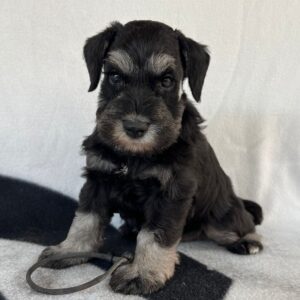Freya Stark Miniature Schnauzer
