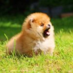Gatsby-male-Pomeranian-puppy-for-sale-1