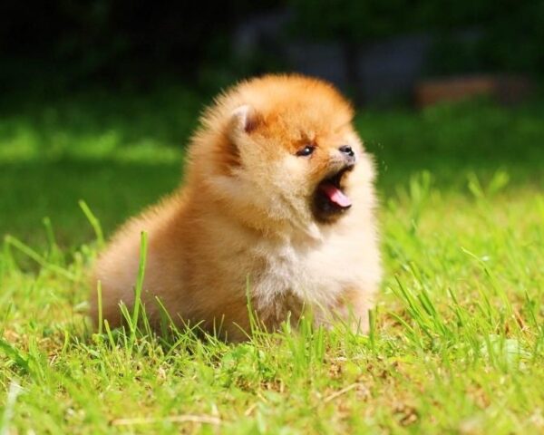 Gatsby Pomeranian