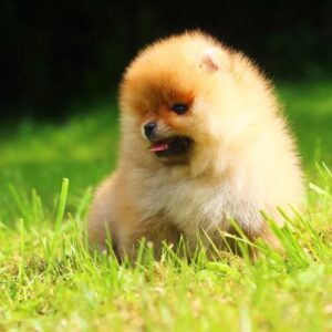 Gatsby Pomeranian