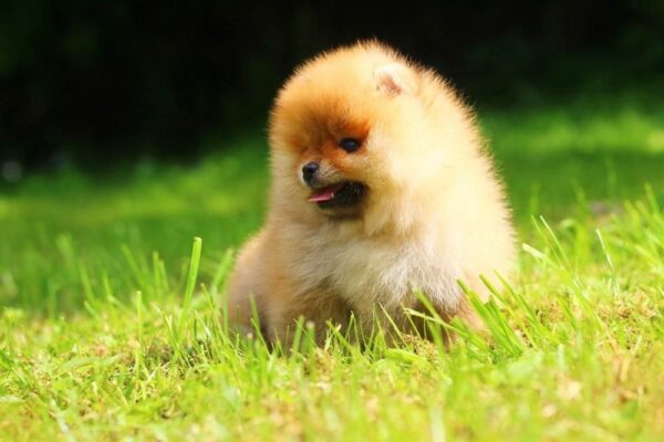 Gatsby Pomeranian