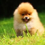 Gatsby-male-Pomeranian-puppy-for-sale-3