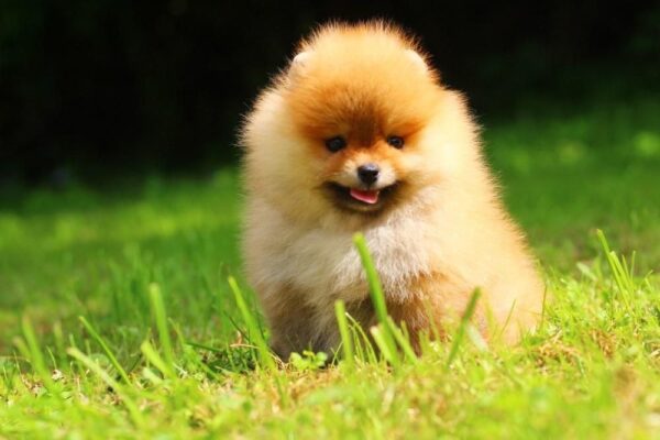 Gatsby Pomeranian