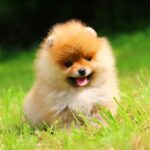 Gatsby-male-Pomeranian-puppy-for-sale-4