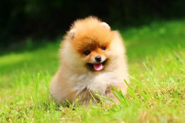 Gatsby Pomeranian