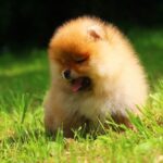 Gatsby-male-Pomeranian-puppy-for-sale-5