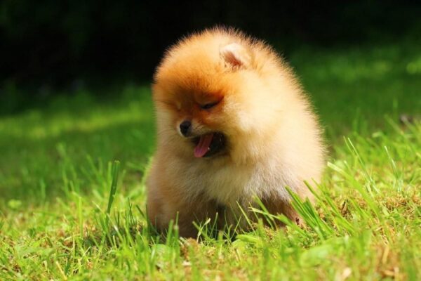 Gatsby Pomeranian