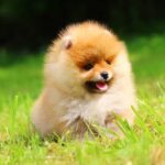Laena Pomeranian