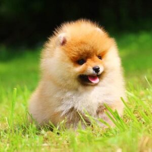 Gatsby Pomeranian