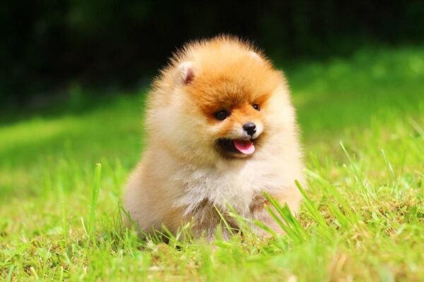 Gatsby Pomeranian