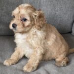 Georges-male-cavapoo-puppy-for-sale-1 (1)