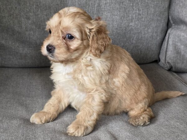 Georges Cavapoo