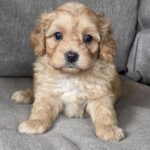 Georges-male-cavapoo-puppy-for-sale-1 (2)